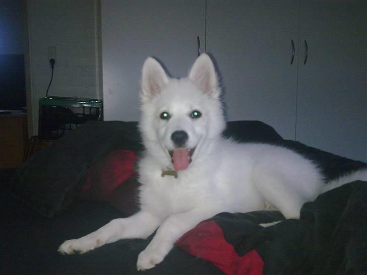 Japansk spids Tjalfe - han er bare blevet stor og flot... og hvor er det gået stærkt! billede 10