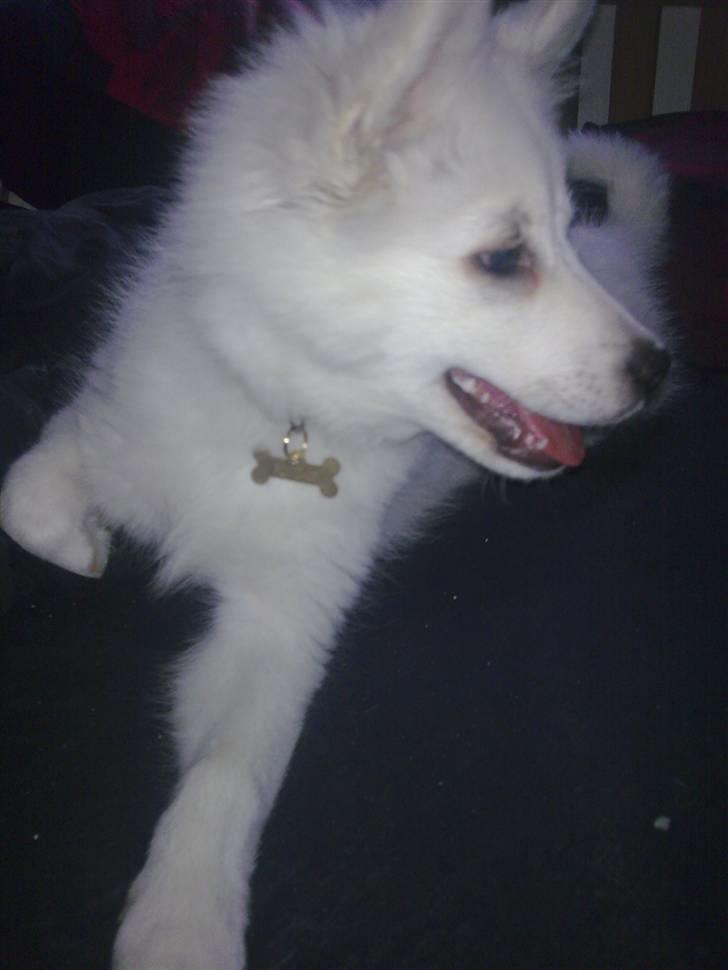 Japansk spids Tjalfe - så fik vi et fint hundetegn....  billede 11