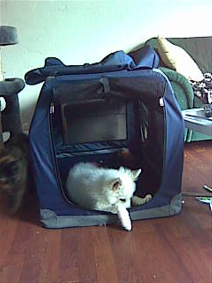 Japansk spids Tjalfe - og ny transportkasse.. den er dog liiiidt for stor endnu.. men han skal nok komme til at passe den billede 12