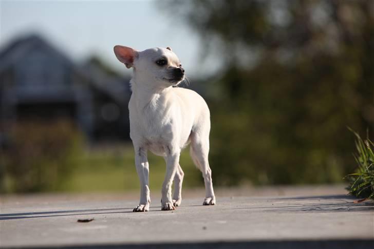 Chihuahua Anton billede 10