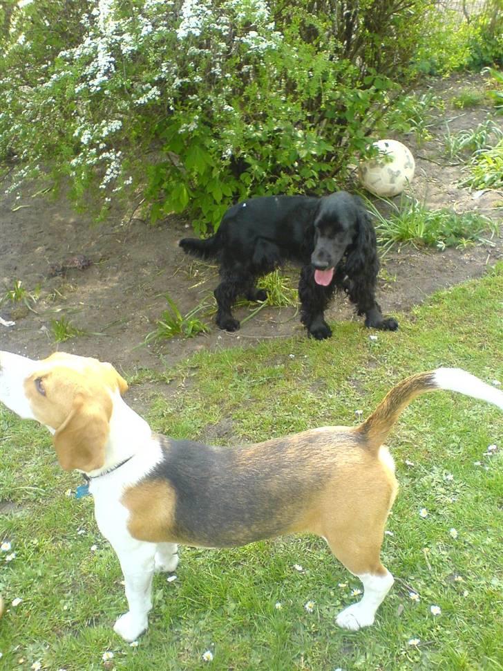 Cocker spaniel Felix - Felix sammen med mine forældres hund. :) billede 20