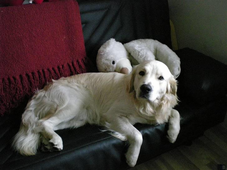 Golden retriever Tjilli - Hej alle sammen :) billede 1