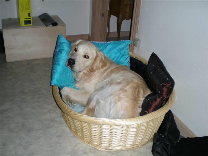 Golden retriever Tjilli - Ikke hyggeligt at være i en kurv, hvor der kun er plads til en. billede 2
