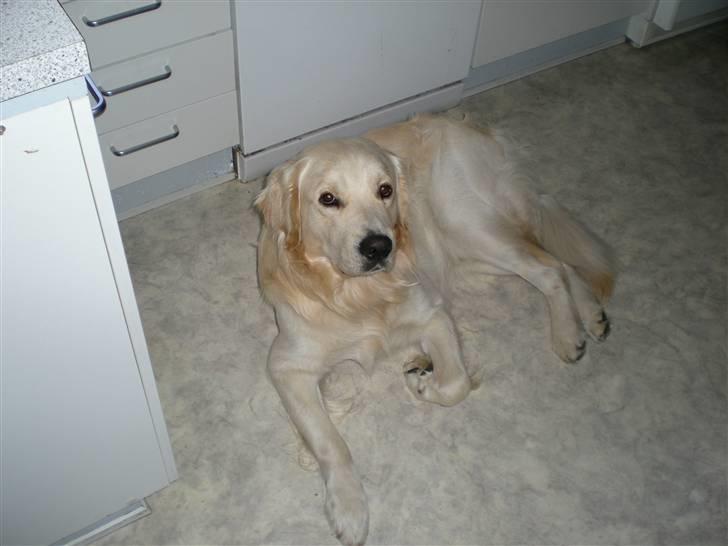 Golden retriever Tjilli - Ligger bare og hviler lidt billede 3