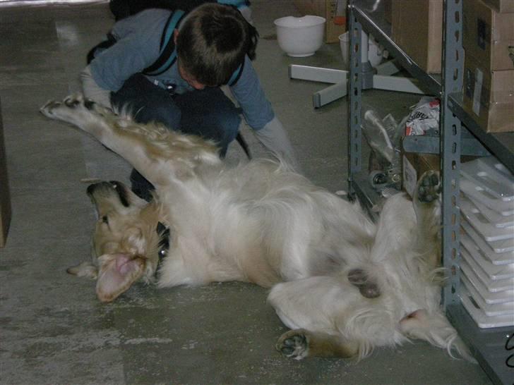 Golden retriever Tjilli - Så er det tid til at fjolle billede 4