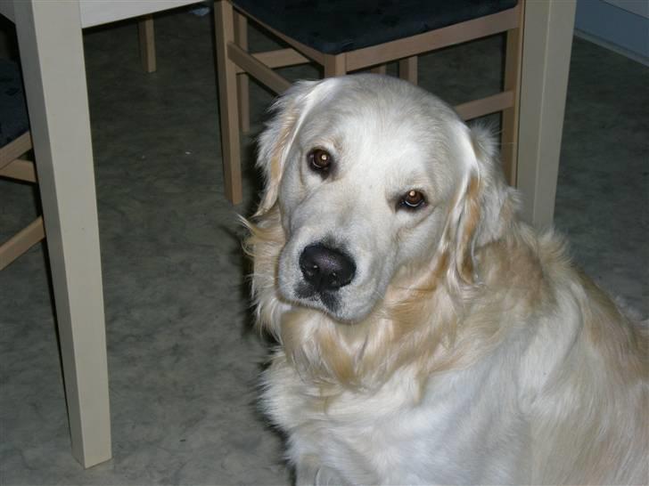 Golden retriever Tjilli - Er du nu der med det kamera igen? billede 5