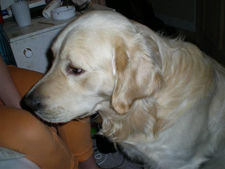 Golden retriever Tjilli - Jeg gider altså ikke filmes mere lige nu! billede 6