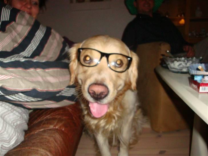 Golden retriever Tjilli - Man siger jo, at man bliver kloger når man bære briller billede 7