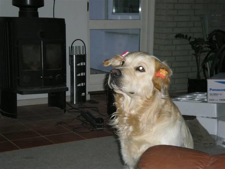 Golden retriever Tjilli - Mon jeg vinder? billede 9