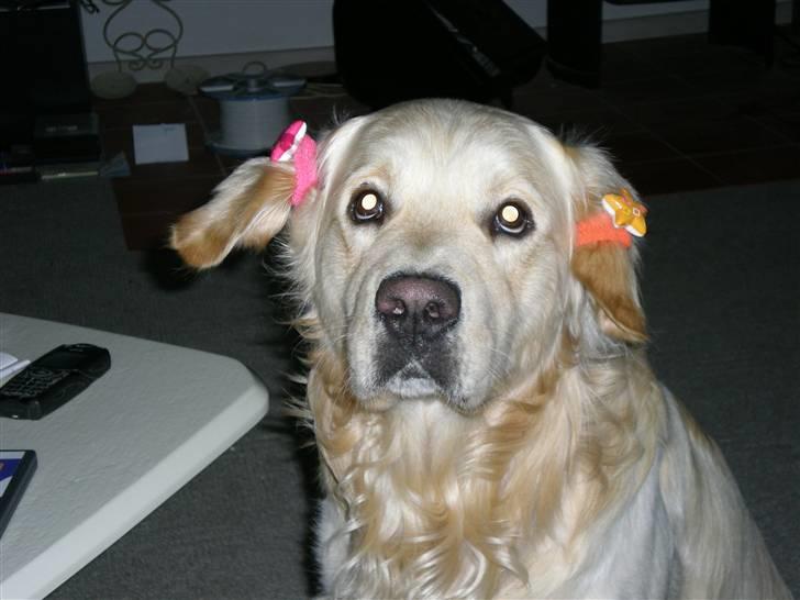 Golden retriever Tjilli - Vandt jeg, eller?? billede 10