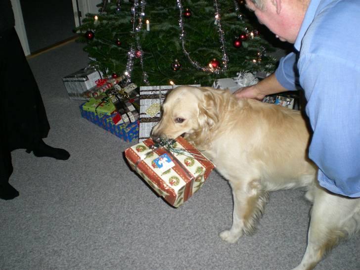 Golden retriever Tjilli - Nu er det jul igen..... og det elsker jeg :) billede 11