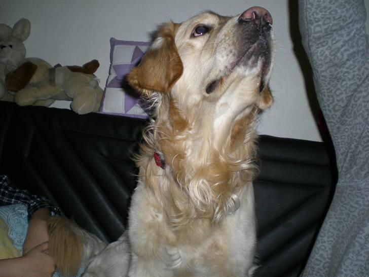 Golden retriever Tjilli - Gi mig den, gi mig den, gi mig den..... billede 12