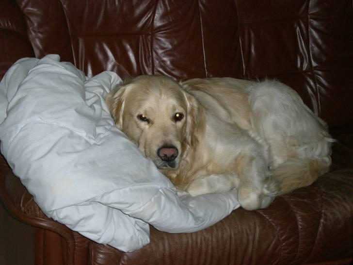 Golden retriever Tjilli - Hallo der, jeg fik lige en morfar.... væk med det kamera! billede 13