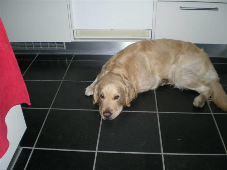 Golden retriever Tjilli - Skal vi ikke snart have mad? billede 14