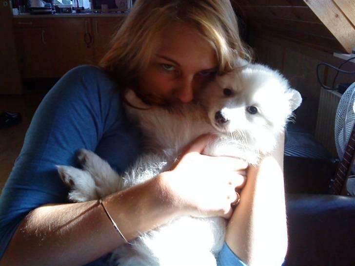 Japansk spids Fnuggi billede 5