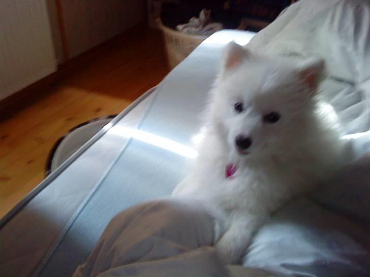 Japansk spids Fnuggi billede 6