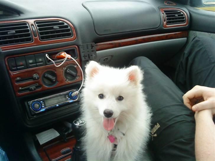 Japansk spids Fnuggi billede 7