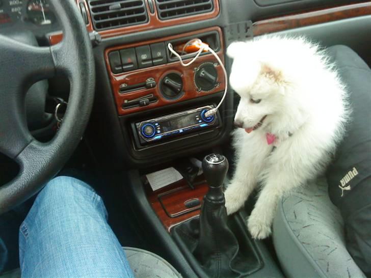 Japansk spids Fnuggi billede 8