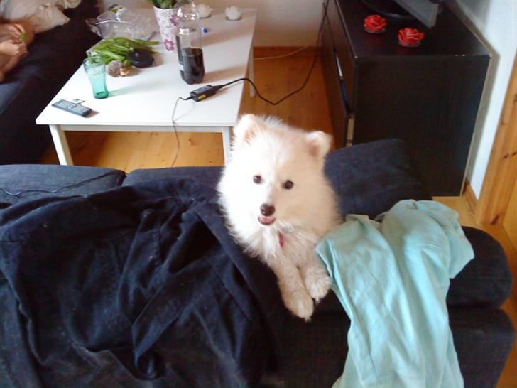 Japansk spids Fnuggi billede 9