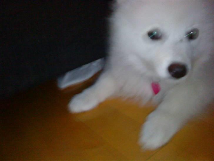 Japansk spids Fnuggi billede 10