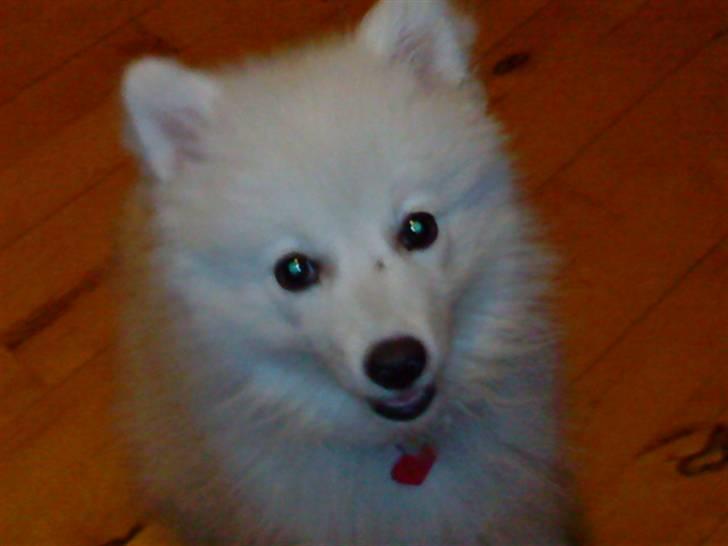 Japansk spids Fnuggi billede 11