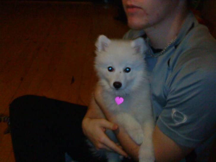 Japansk spids Fnuggi billede 12