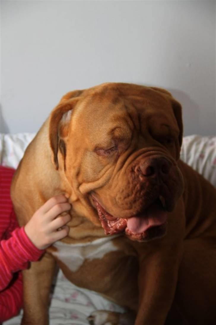 Dogue de bordeaux Arnold Grandis billede 5