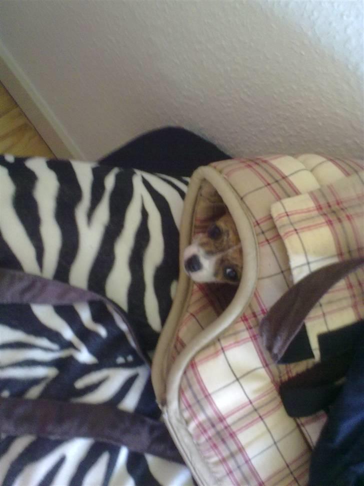 Chihuahua Micha RIP billede 16