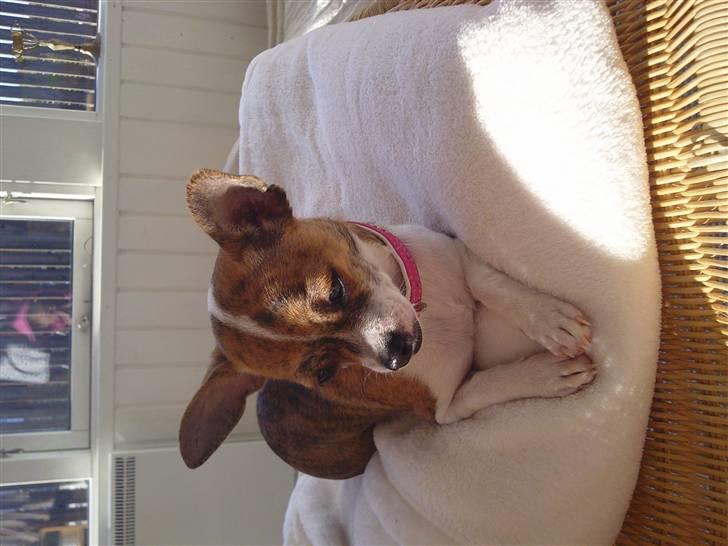 Chihuahua Micha RIP billede 17