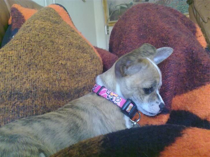 Chihuahua Micha RIP billede 18