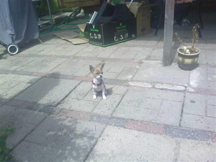 Chihuahua Micha RIP billede 19