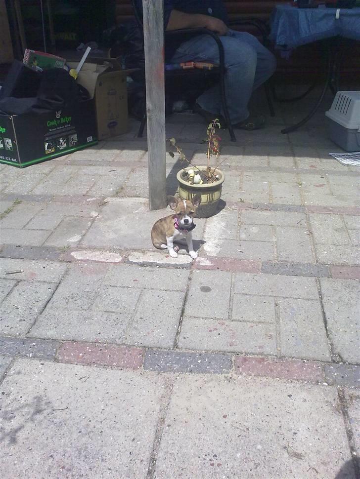 Chihuahua Micha RIP billede 20