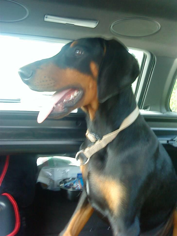 Dobermann Coco R.I.P<3 - På vej hjem fra Als :) billede 1