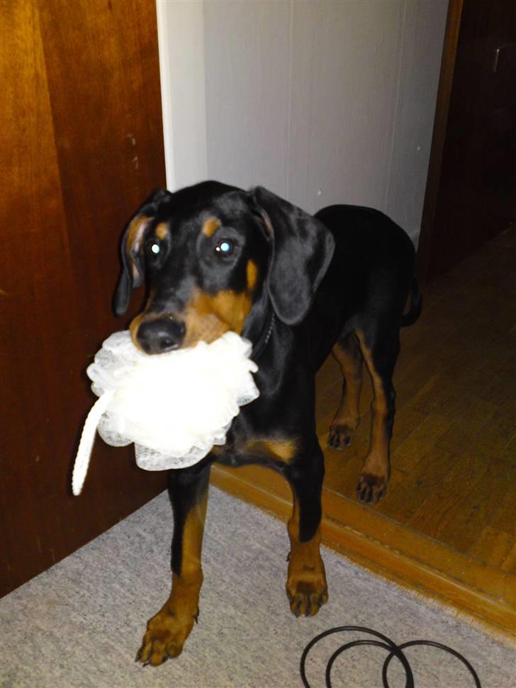 Dobermann Coco R.I.P<3 - Coco hjælper med at flytte ind :) billede 2