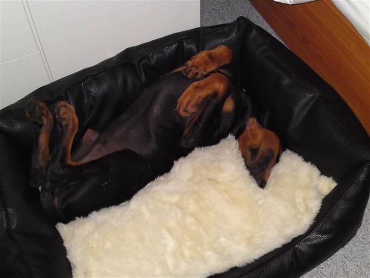 Dobermann Coco R.I.P<3 - Han nyder sin nye kurv , den er dejlig siger han :D billede 3