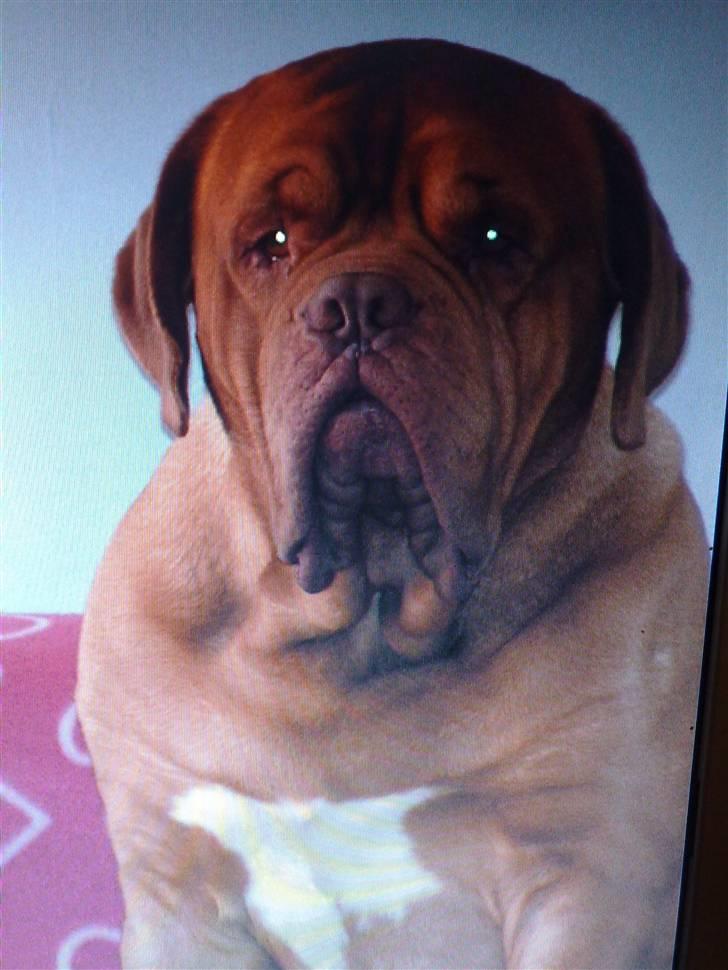 Dogue de bordeaux Arnold Grandis billede 6