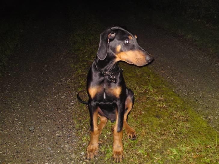 Dobermann Coco R.I.P<3 - Ja han kan sagtens gå uden snor .. billede 4