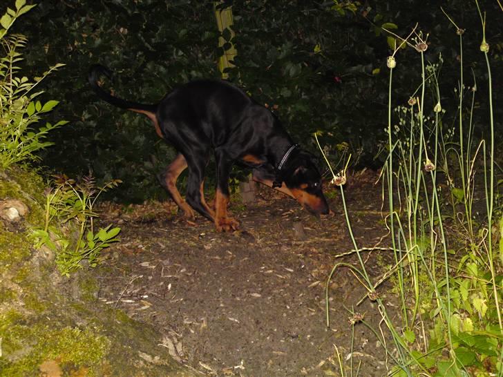 Dobermann Coco R.I.P<3 - Han kom med ca. 180km/t og fandt lige en pind , så han stoppede bræt op - derfor ligner det han skal til at skide ;D hihi billede 5