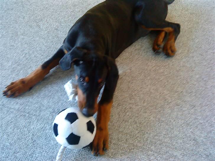 Dobermann Coco R.I.P<3 - Coco leger med hans elskede fodbold , som nu er gravet halvt ned i haven og ikke længere er velkommen indendørs ..  billede 6
