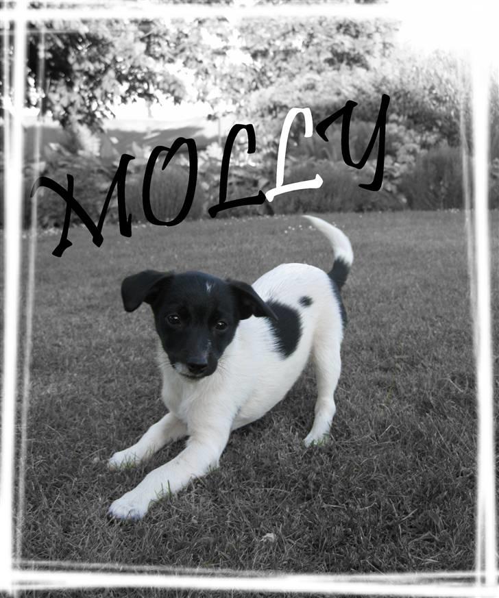 Dansk svensk gaardhund Molly - Et billed af Molly, som jeg har lavet:) billede 1