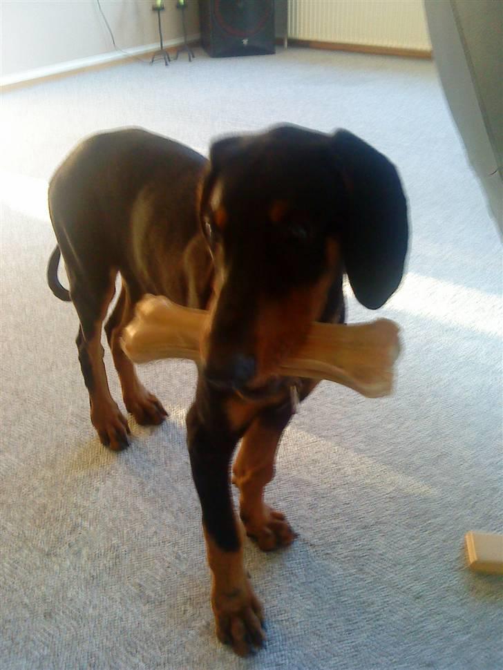 Dobermann Coco R.I.P<3 - Min smukke dejlige hund .. billede 7