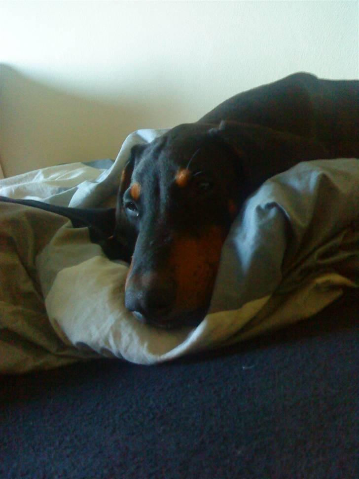 Dobermann Coco R.I.P<3 - Vi tager os lige en lille lur .. billede 8