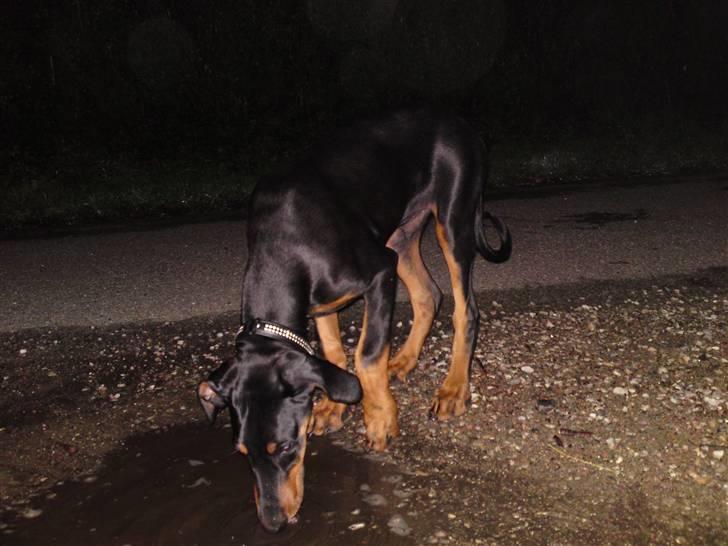 Dobermann Coco R.I.P<3 - Tørstig bliver man når man tosser rundt om aftenen .. :) billede 9