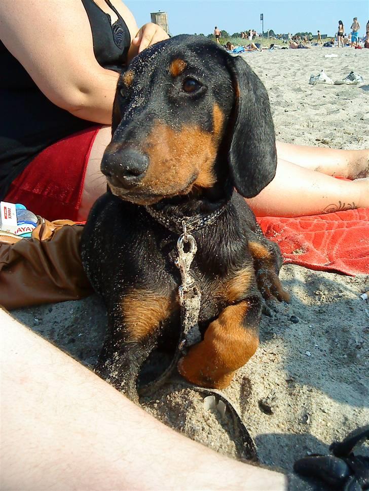 Dobermann Coco R.I.P<3 - Min skønne dreng er med på stranden .. billede 10