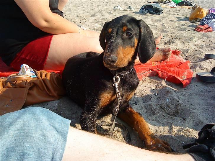 Dobermann Coco R.I.P<3 - Han holder lige øje med det hele .. billede 11