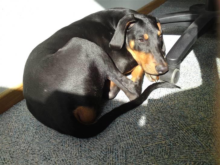 Dobermann Coco R.I.P<3 - Ja når jeg sidder ved computeren passer han på - eller sover , det er lidt med forskel ;b hihi billede 12