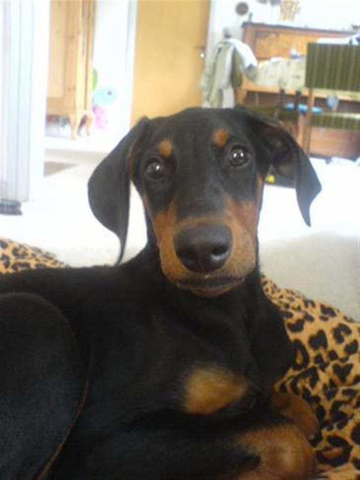 Dobermann Coco R.I.P<3 - Det her billed er fra Coco´s tidligere hjem , der hvor han blev kaldt Jumbo.. billede 13