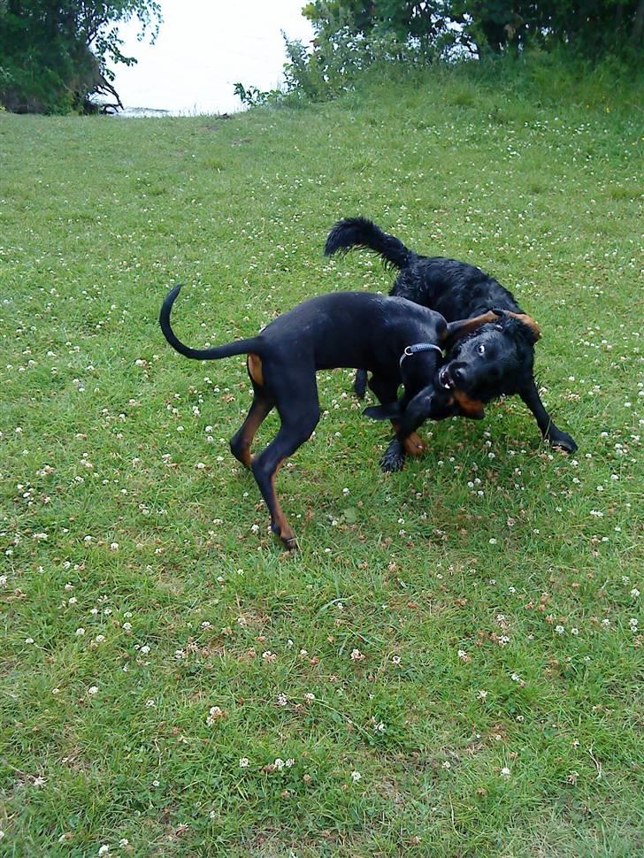 Dobermann Coco R.I.P<3 - Coco og Taio tumler rundt på marken ved Søtorup sø .. billede 14