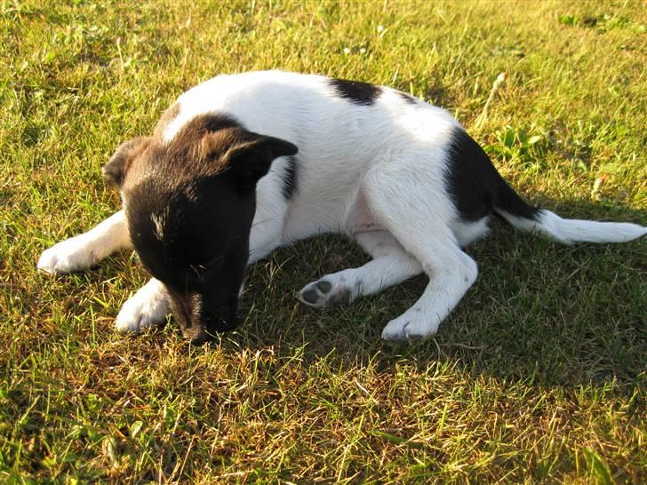 Dansk svensk gaardhund Molly billede 2
