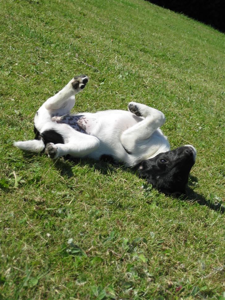 Dansk svensk gaardhund Molly - Lallaglad :P billede 3
